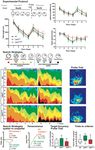 Notch3-Dependent Effects on Adult Neurogenesis and Hippocampus-Dependent Learning in a Modified Transgenic Model of - CADASIL