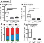 Notch3-Dependent Effects on Adult Neurogenesis and Hippocampus-Dependent Learning in a Modified Transgenic Model of - CADASIL