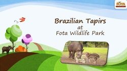 Brazilian Tapirs at Fota Wildlife Park