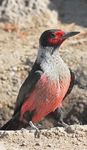 Oregon's Woodpecker Wonderland - With Naturalist Journeys & Caligo Ventures