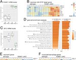 Expression of RUNX1-JAK2 in Human Induced Pluripotent Stem Cell-Derived Hematopoietic Cells Activates the JAK-STAT and MYC Pathways