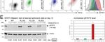 Expression of RUNX1-JAK2 in Human Induced Pluripotent Stem Cell-Derived Hematopoietic Cells Activates the JAK-STAT and MYC Pathways