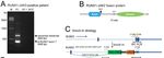 Expression of RUNX1-JAK2 in Human Induced Pluripotent Stem Cell-Derived Hematopoietic Cells Activates the JAK-STAT and MYC Pathways