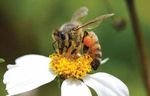 Utility Rights-of-Way May Bee Friendly