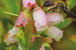 TICK SAFETY IN THE BEE YARD - Perennia