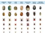 TICK SAFETY IN THE BEE YARD - Perennia