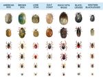 TICK SAFETY IN THE BEE YARD - Perennia