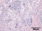 Generalized sarcoidosis in two horses - ild care foundation