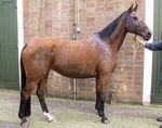 Generalized sarcoidosis in two horses - ild care foundation