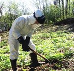 Controlling giant hogweed: the scope of a concerted regional intervention - NCCEH