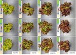 The Effect of Red & Blue Rich LEDs vs Fluorescent Light on Lollo Rosso Lettuce Morphology and Physiology