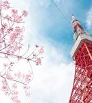 Cruisedirection.co.uk - CHARMING CHERRY BLOSSOMS OF JAPAN - Cruise Direction