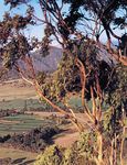 2021 HUNTER VALLEY HORSE & WINE "STALLION" TOUR - October 10-14, 2021 - October 2021