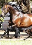 2021 HUNTER VALLEY HORSE & WINE "STALLION" TOUR - October 10-14, 2021 - October 2021