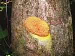 World record myxomycete Fuligo septica fruiting body (aethalium)