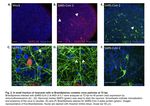 COVID-19: WHAT IS IN THE BOX OF ALTERNATIVE METHODS? - CONFLICT OF INTEREST: AXOSIM, ASTRAZENEKA, ATCC, APPLE, MERCK/MILLIPORE, UL, TOXTRACK ...