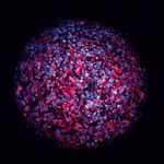 COVID-19: WHAT IS IN THE BOX OF ALTERNATIVE METHODS? - CONFLICT OF INTEREST: AXOSIM, ASTRAZENEKA, ATCC, APPLE, MERCK/MILLIPORE, UL, TOXTRACK ...