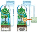 Biochars and benefits to soils and plants, J&auml;tk&auml;saari demo area - Priit Tammeorg AgriChar research group