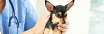 International dog of mischief - Cooper: Nationwide Pet Insurance