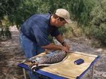 Valley Cat: Ocelot Conservation and Recovery in South Texas