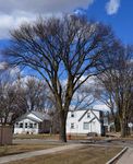 Elms for North Dakota - NDSU Agriculture and Extension