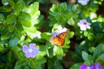 Media leader horticultural - Sun Gro Horticulture