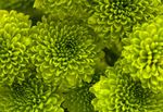 Media leader horticultural - Sun Gro Horticulture
