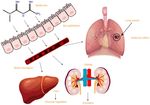 Research progress on the therapeutic effect and mechanism of metformin for lung cancer (Review)