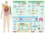 Research progress on the therapeutic effect and mechanism of metformin for lung cancer (Review)