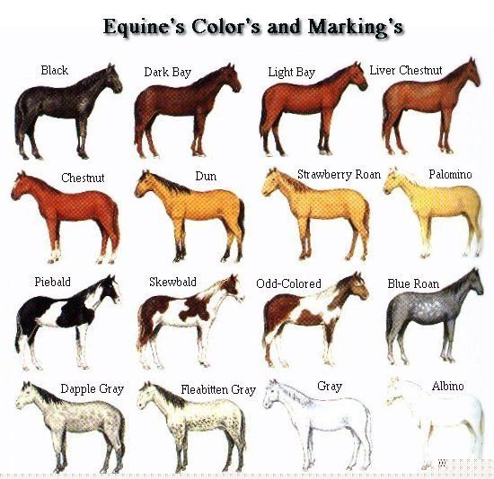 Silver Bits Pony Club D Bookwork