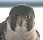 FLIGHTPATH - NATIONAL AVIARY