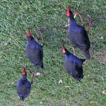 MST: Masked Self-Supervised Transformer for Visual Representation