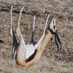 MST: Masked Self-Supervised Transformer for Visual Representation