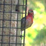 MST: Masked Self-Supervised Transformer for Visual Representation