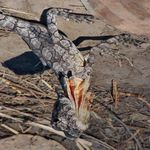 MST: Masked Self-Supervised Transformer for Visual Representation