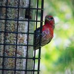 MST: Masked Self-Supervised Transformer for Visual Representation