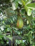 "Edible native plants of Guatemala" - Ericka Garc&iacute;a Biology UVG Field researcher, photographer - FLAAR MESOAMERICA