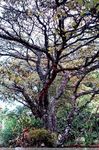 "Edible native plants of Guatemala" - Ericka Garc&iacute;a Biology UVG Field researcher, photographer - FLAAR MESOAMERICA
