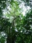 "Edible native plants of Guatemala" - Ericka Garc&iacute;a Biology UVG Field researcher, photographer - FLAAR MESOAMERICA