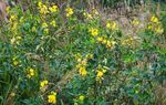 "Edible native plants of Guatemala" - Ericka Garc&iacute;a Biology UVG Field researcher, photographer - FLAAR MESOAMERICA