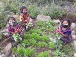 "Edible native plants of Guatemala" - Ericka Garc&iacute;a Biology UVG Field researcher, photographer - FLAAR MESOAMERICA