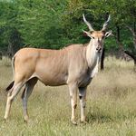 LIVE AUCTION 18:00 | 11 JUNE 2021 - LOFT @ NINE, MENLO PARK, PRETORIA LIVE AUCTION OPENS 08:00 ON THURSDAY 10 JUNE