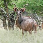 LIVE AUCTION 18:00 | 11 JUNE 2021 - LOFT @ NINE, MENLO PARK, PRETORIA LIVE AUCTION OPENS 08:00 ON THURSDAY 10 JUNE