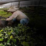 THE POSITIVE CUP ENSURING EVERY CUP OF NESPRESSO MAKES A POSITIVE IMPACT - LYRECO