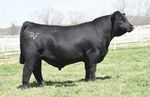 YOUR NEXT GENERATION THE BEST - Select Sires