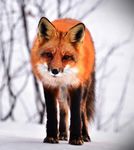 THE FUTURE OF WAR IS NOT WHAT PEOPLE THINK - SEAN MCFATE, PHD SENIOR FELLOW, THE ATLANTIC COUNCIL PROFESSOR, NATIONAL DEFENSE UNIVERSITY & ...