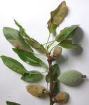 Anthracnose disease of almond - (AL16005)