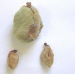 Anthracnose disease of almond - (AL16005)
