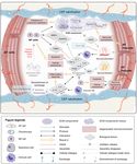 Intervertebral Disk Degeneration: The Microenvironment and Tissue Engineering Strategies