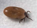 Ticks & Tickborne Diseases of Minnesota - Vectorborne Diseases Unit Last Updated July 18, 2018 - Minnesota Department of ...